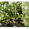 Meiraapjes Platte Witte Mei (Biologisch) (71700)