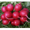 Radijs Cherry Belle (Biologisch) (71730)
