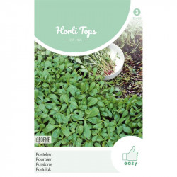 (29240) Postelein Groene gewone (29240) Postelein Groene gewone