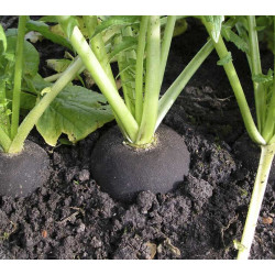 Ramenas Ronde Zwarte (Biologisch) (71750) Ramenas Ronde Zwarte (Biologisch) (71750)