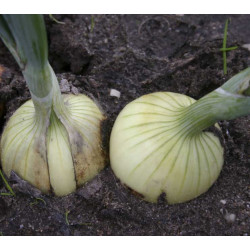 Uien Rijnsburger 4 (Biologisch) (72010) Uien Rijnsburger 4 (Biologisch) (72010)