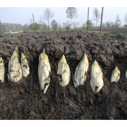 Witlof Hollandse Middelvroeg (Biologisch) (72050) Witlof Hollandse Middelvroeg (Biologisch) (72050)