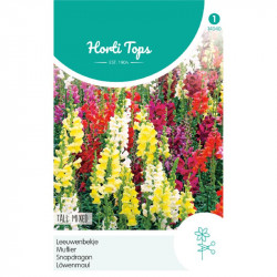 (40400) Antirrhinum / Leeuwebek, hoog