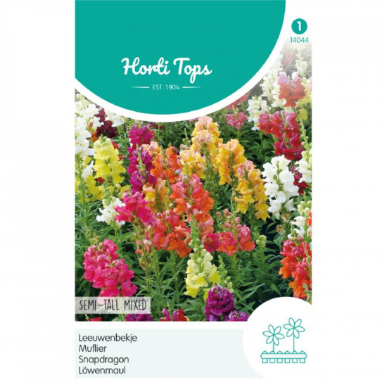 (40440) Antirrhinum / Leeuwebek, halfhoog