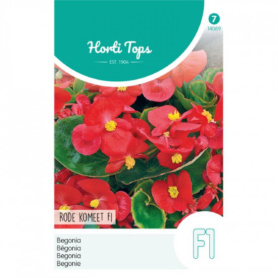 (40690) Begonia F1 hybride / Komeet scharlakenrood