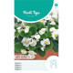 (40710) Begonia / Witte komeet F1 hybride