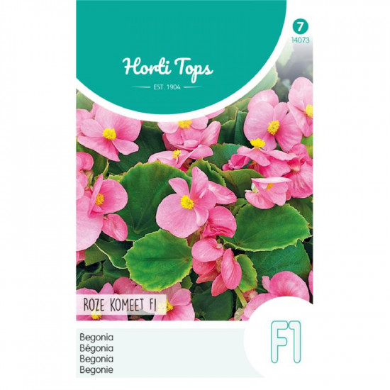 (40730) Begonia F1 hybride / Komeet helderrose