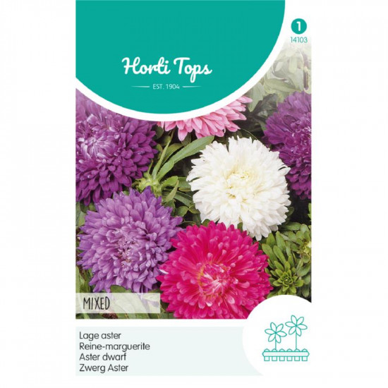 (41030) Aster / Dwerg chrysant