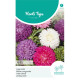 (41030) Aster / Dwerg chrysant