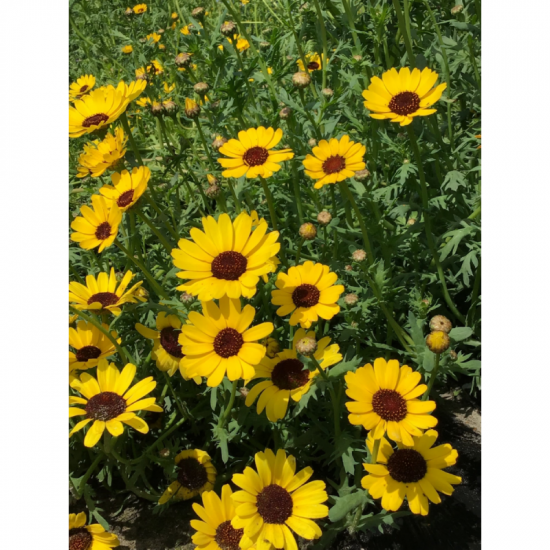 (41920) Chrysanthemum / Ganzebloem Eldorado