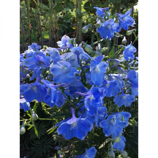 (42595) Delphinium / Ridderspoor Summer Blues