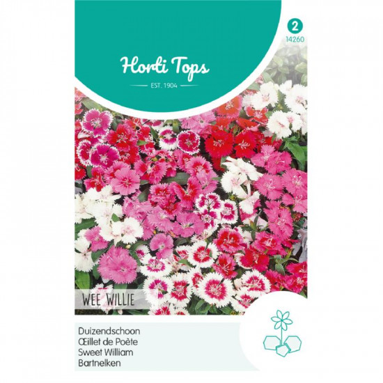 (42600) Dianthus Wee Willie / Duizenschoon