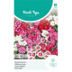 (42600) Dianthus Wee Willie / Duizenschoon (42600) Dianthus Wee Willie / Duizenschoon