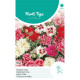 (42650) Dianthus Chinensis / Chinese Anjer dubbele