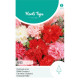 (42750) Dianthus Chabaud / Bloemisten Anjer