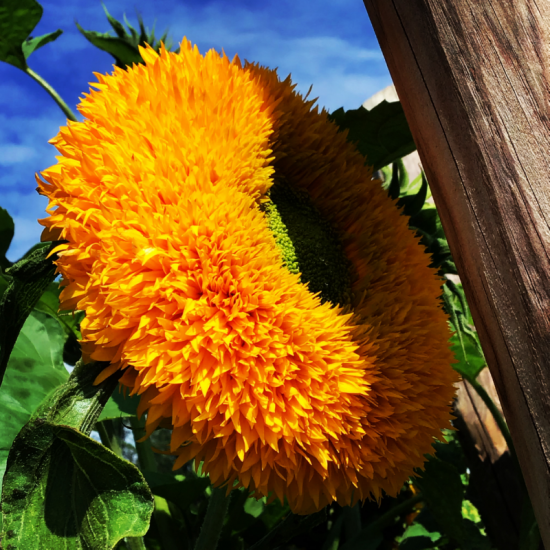 (43450) Helianthus / Zonnebloem Sungold (43450) Helianthus / Zonnebloem Sungold