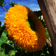 (43450) Helianthus / Zonnebloem Sungold