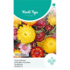 (43600) Helichrysum / Strobloem (43600) Helichrysum / Strobloem