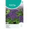 (43630) Heliotropium / Zonnewende blauw