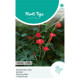 (43890) Ipomoea / Klimmende Winde Cardinal Climber