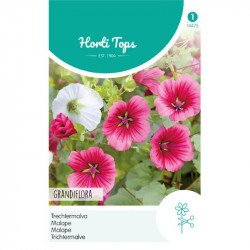 (44750) Malope / Trechtermalve (44750) Malope / Trechtermalve