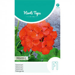 (45580) Pelargonium / Geranium F1 hybride Sprinter (45580) Pelargonium / Geranium F1 hybride Sprinter
