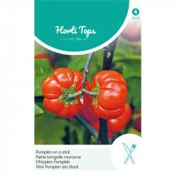 (47140) Solanum / Pumpkin on a stick (47140) Solanum / Pumpkin on a stick