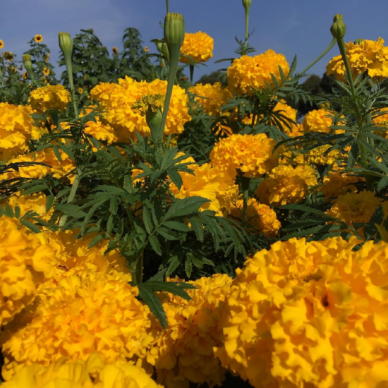 (47350) Tagetes / Afrikaan Yellow Supreme