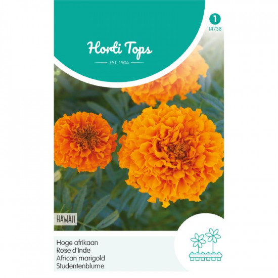 (47380) Tagetes / Afrikaan Hawaii oranje reukloos