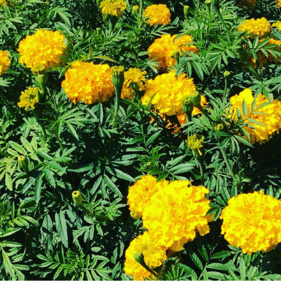 (47520) Tagetes / Afrikaan Gouden Eeuw