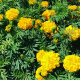 (47520) Tagetes / Afrikaan Gouden Eeuw