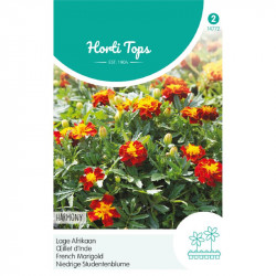(47720) Tagetes / Afrikaan Harmony Boy (47720) Tagetes / Afrikaan Harmony Boy
