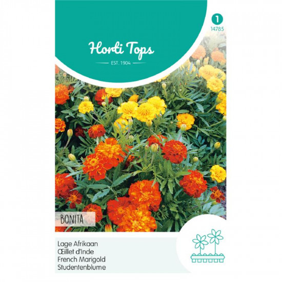 (47850) Tagetes / Afrikaan Bonita