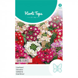 (48350) Verbena / IJzerkruid grootbloemig (48350) Verbena / IJzerkruid grootbloemig