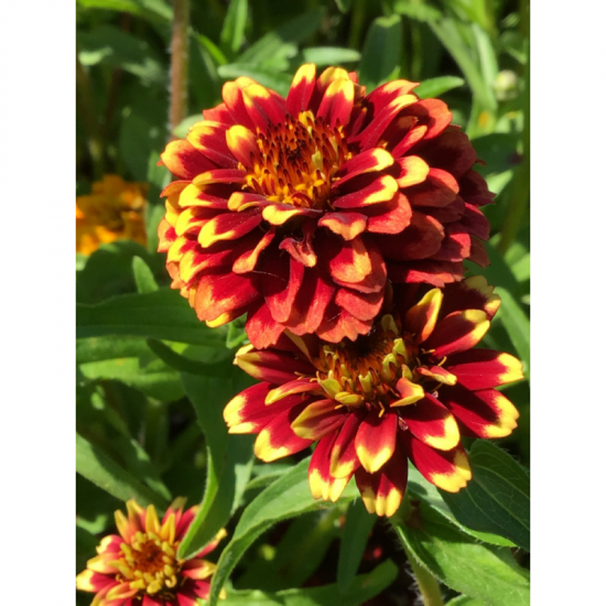 (48700) Zinnia / Persian Carpet