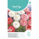 (50100) Bellis / Madelief grootbloemig