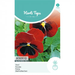 (51650) Viola met vlek / Zwitserse Reuzen, Avondzon (51650) Viola met vlek / Zwitserse Reuzen, Avondzon