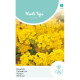 (52600) Alyssum / Rotsschildzaad (52600) Alyssum / Rotsschildzaad