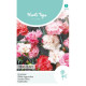 (53320) Dianthus / Grasanjer, dubbele