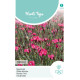 (53350) Dianthus / Steenanjer