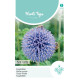 (53450) Echinops / Kogeldistel