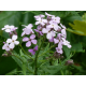 (53850) Hesperis / Damastbloem