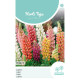 (54220) Lupinus / Lupinen Minarette