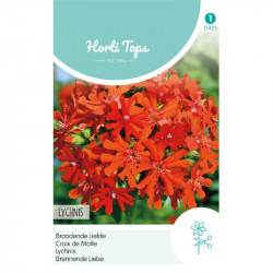 (54250) Lychnis / Brandende Liefde