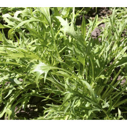 Raapstelen Mizuna (Biologisch) (71725) Raapstelen Mizuna (Biologisch) (71725)