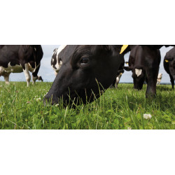 Weidemengsel Topmix Premium Timo 4 (BG 4) (15 kg)