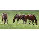 Horsemax paardenweidemengsel (10 kg)