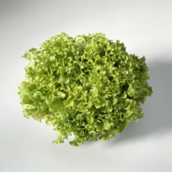 Krulsla Lollo Bionda (Biologisch) (71836) Krulsla Lollo Bionda (Biologisch) (71836)