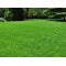 Speelgazon (1 kg)