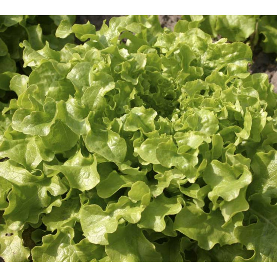 Krulsla Salad Bowl (Biologisch) (71833)